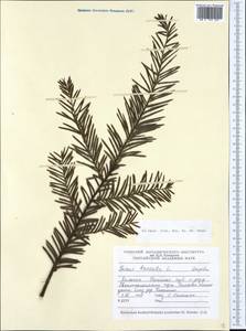 Taxus baccata L., Western Europe (EUR) (Poland)