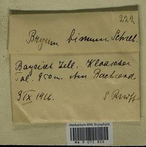 Ptychostomum bimum (Schreb.) J.R. Spence, Bryophytes, Bryophytes - Western Europe (BEu) (Germany)