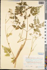 Anthriscus sylvestris (L.) Hoffm., Eastern Europe, North Ukrainian region (E11) (Ukraine)