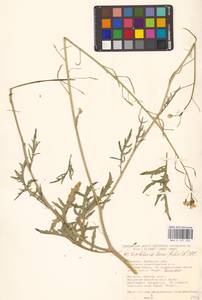 Diplotaxis tenuifolia (L.) DC., Eastern Europe, South Ukrainian region (E12) (Ukraine)