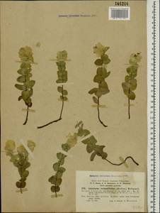 Origanum rotundifolium Boiss., Caucasus, Turkish Caucasus (NE Turkey) (K7) (Turkey)