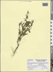 Oxybasis glauca (L.) S. Fuentes, Uotila & Borsch, Caucasus, Dagestan (K2) (Russia)