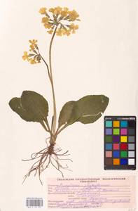 Primula elatior (L.) L., Eastern Europe, Western region (E3) (Russia)