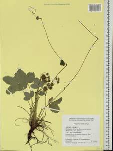 Fragaria viridis Duchesne, Eastern Europe, Central forest-and-steppe region (E6) (Russia)