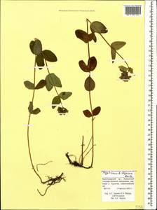 Hypericum bithynicum Boiss., Caucasus, Krasnodar Krai & Adygea (K1a) (Russia)