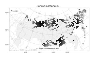 Juncus castaneus Sm., Atlas of the Russian Flora (FLORUS) (Russia)