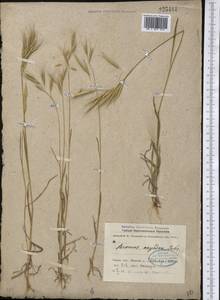 Bromus oxyodon Schrenk, Middle Asia, Karakum (M6) (Turkmenistan)