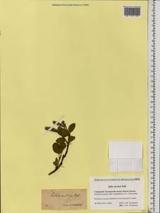 Salix arctica Pall., Eastern Europe, Northern region (E1) (Russia)