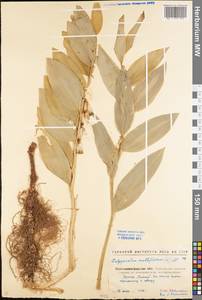 Polygonatum multiflorum (L.) All., Eastern Europe, North Ukrainian region (E11) (Ukraine)