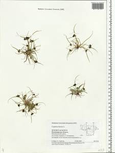 Cyperus fuscus L., Eastern Europe, Central region (E4) (Russia)