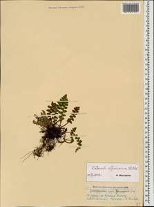 Asplenium ceterach subsp. ceterach, Caucasus, Krasnodar Krai & Adygea (K1a) (Russia)