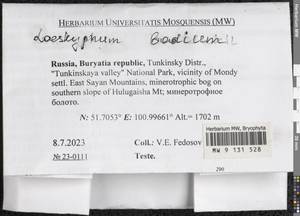 Warnstorfia badia (Hartm.) W.R. Buck & Goffinet, Bryophytes, Bryophytes - Baikal & Transbaikal regions (B18) (Russia)