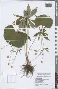 Ranunculus cassubicus L., Eastern Europe, Central region (E4) (Russia)