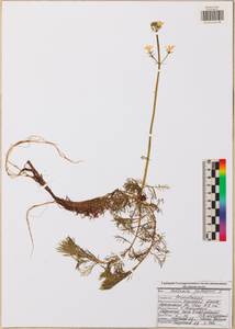 Hottonia palustris L., Eastern Europe, Central region (E4) (Russia)