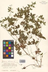 Geranium sibiricum L., Siberia, Russian Far East (S6) (Russia)