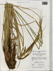 Carex recta Boott, Eastern Europe, Northern region (E1) (Russia)