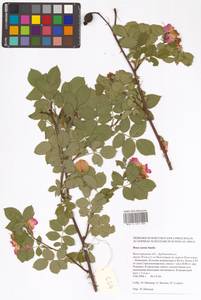 Rosa caesia Sm., Eastern Europe, Lower Volga region (E9) (Russia)
