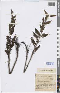 Lycopus exaltatus L.f., Middle Asia, Northern & Central Kazakhstan (M10) (Kazakhstan)