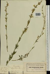 Silene tatarica (L.) Pers., Eastern Europe, Moscow region (E4a) (Russia)