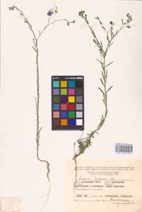 Linum perenne L., Eastern Europe, Lower Volga region (E9) (Russia)