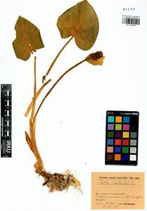 Calla palustris L., Siberia, Baikal & Transbaikal region (S4) (Russia)