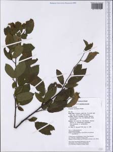 Carpinus caroliniana Walter, America (AMER) (United States)