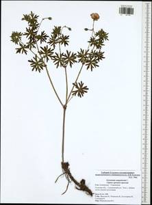 Geranium sanguineum L., Eastern Europe, Central region (E4) (Russia)
