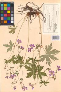 Geranium sylvaticum L., Eastern Europe, Moscow region (E4a) (Russia)