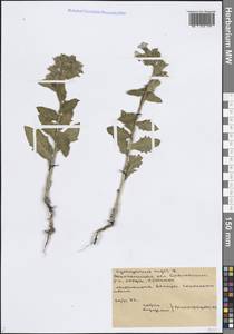 Hyoscyamus niger L., Eastern Europe, Central forest-and-steppe region (E6) (Russia)