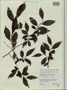 Salix pseudopentandra (Flod.) Flod., Siberia, Russian Far East (S6) (Russia)