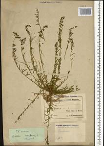 Thesium ramosum Hayne, Caucasus, Azerbaijan (K6) (Azerbaijan)