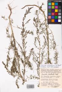 Suaeda altissima (L.) Pall., Middle Asia, Caspian Ustyurt & Northern Aralia (M8) (Kazakhstan)