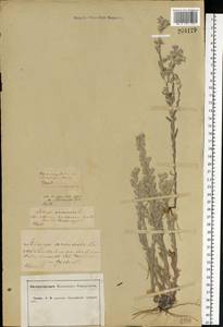 Filago arvensis L., Eastern Europe, Central forest-and-steppe region (E6) (Russia)