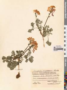 Corydalis magadanica A.P.Khokhr., Siberia, Chukotka & Kamchatka (S7) (Russia)