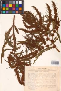 Rumex maritimus L., Eastern Europe, North Ukrainian region (E11) (Ukraine)