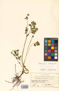 Thalictrum sparsiflorum Turcz. ex Fisch. & C. A. Mey., Siberia, Chukotka & Kamchatka (S7) (Russia)