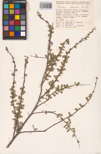 Tamarix gracilis Willd., Eastern Europe, Lower Volga region (E9) (Russia)