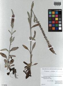 Veronica incana L., Siberia, Altai & Sayany Mountains (S2) (Russia)