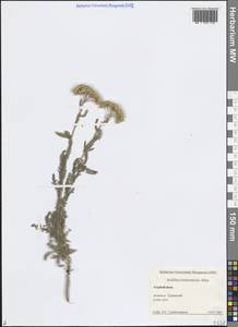 Achillea arabica Kotschy, Caucasus, Azerbaijan (K6) (Azerbaijan)