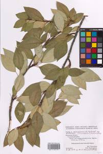 Populus ×moscoviensis Schröd., Eastern Europe, Central region (E4) (Russia)