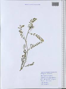 Astragalus hamosus L., Caucasus, Black Sea Shore (from Novorossiysk to Adler) (K3) (Russia)