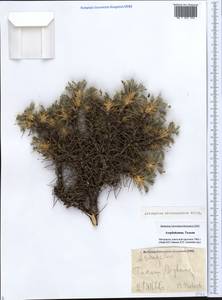 Astragalus microcephalus subsp. microcephalus, Caucasus, Azerbaijan (K6) (Azerbaijan)