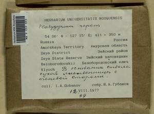 Platygyrium repens (Brid.) Schimp., Bryophytes, Bryophytes - Russian Far East (excl. Chukotka & Kamchatka) (B20) (Russia)
