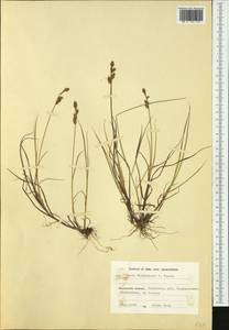 Carex mackenziei V.I.Krecz., Western Europe (EUR) (Finland)