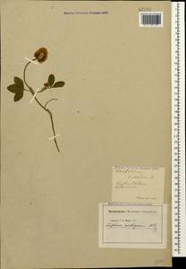 Trifolium ambiguum M.Bieb., Caucasus (no precise locality) (K0)