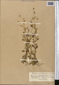 Neobrachyactis roylei (DC.) Brouillet, Middle Asia, Western Tian Shan & Karatau (M3) (Kyrgyzstan)
