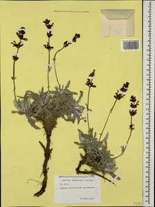 Salvia canescens C.A.Mey., Caucasus, North Ossetia, Ingushetia & Chechnya (K1c) (Russia)