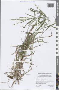 Brachypodium distachyon (L.) P.Beauv., South Asia, South Asia (Asia outside ex-Soviet states and Mongolia) (ASIA) (Turkey)