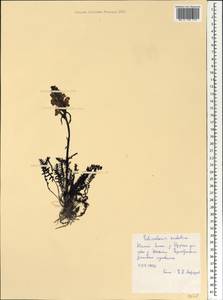 Pedicularis sudetica Willd., Siberia, Western Siberia (S1) (Russia)