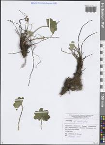 Alchemilla exilis Juz., Eastern Europe, Middle Volga region (E8) (Russia)